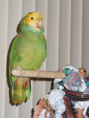 Yellow-headed Parrot